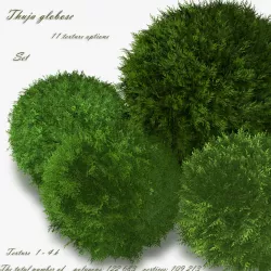 Thuja globose 3D model