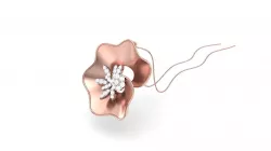 Turkey pendant 3D model