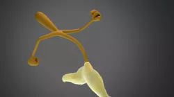 Walking Broom Free 3D model
