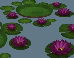 water lilies 3D model