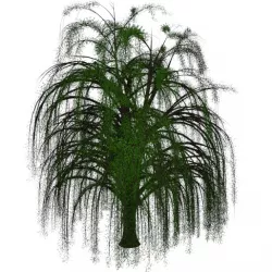 Willow Tree Free 3D model