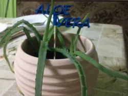 Aloevera