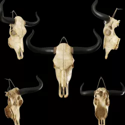 Cow skull 3D model