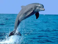 Dolphin Free 3D model