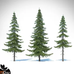 fir-tree Free 3D model