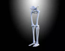 HUMAN LEGS Free 3D model