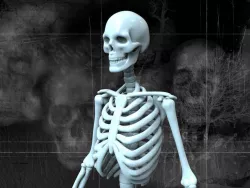 HUMAN SKELETON Free 3D model