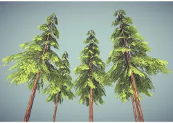 pine tree Free 3D model