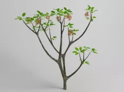 Plumeria rubra 3D model