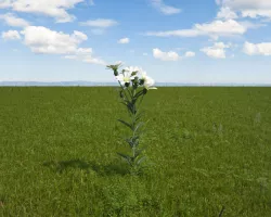 Snow in summer Free 3D model
