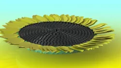 Sun flower Free 3D model