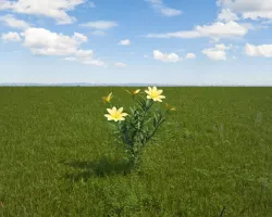 Threadleaf Coreopsis Free 3D model