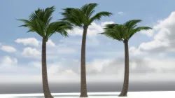 2 Coconut Palm Tree Pack for Games PBR Low-poly  3D model