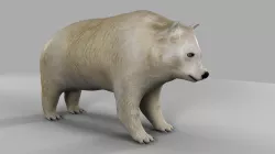3D Bear 3D model