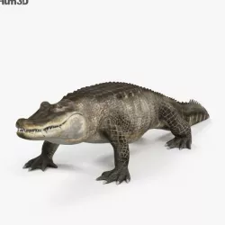 Alligator HD 3D model