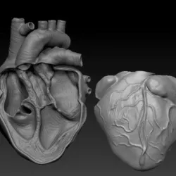 ANATOMICAL HEART CUTAWAY 3D model