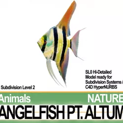 Angelfish Pt Altum 3D model