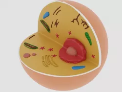 animal cell Low-poly  3D model