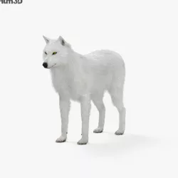 Arctic Wolf HD 3D model