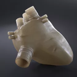 Artificial soft Heart Prototype Low-poly  3D model