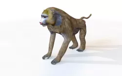 Baboon Monkey Rigged 3D model