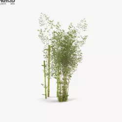 Bamboo 3D model