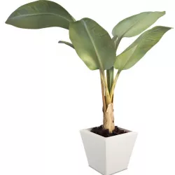 Banana tree 3D model