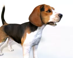 Beagle Dog Rigged 3D model