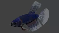 Betta Low-poly  3D model