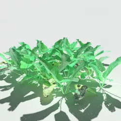 Bitter Dock Pack Low-poly  3D model