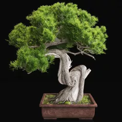 Bonsai 2 3D model