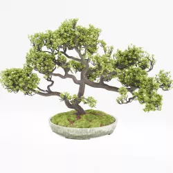 Bonsai 3D model
