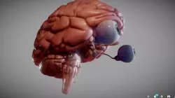 Brain Brain stem and Eyes Low-poly  3D model