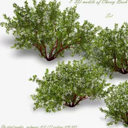 Bush Cherry  3D model