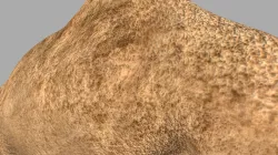 Camel 3D model