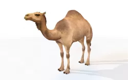 Camel Rigged 3D model