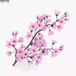 Cherry Blossom 3D model