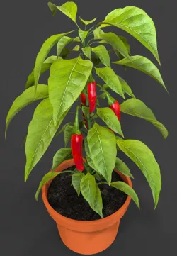 Chili Hot Pepper in a Pot 3D model