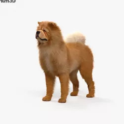 Chow Chow HD 3D model