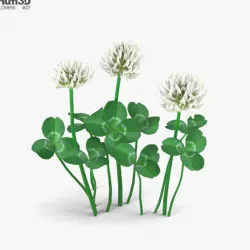 Clover 3D model