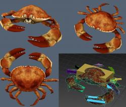 is sebastian a crab or lobster 3d models 【 STLFinder