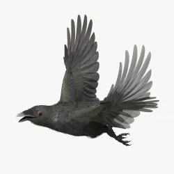 CROW - CORVUS - rigged - animated - Standard - PBR - VRAY  Low-poly  3D model