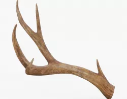 Deer Antler Low-poly  3D model