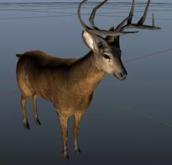 Deer Model Low-poly  3D model
