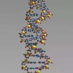 DNA Science model 3D model