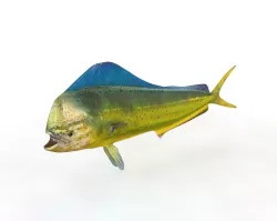 Dorado Mahi Mahi Low-poly  3D model