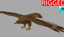 Eagle 3D model
