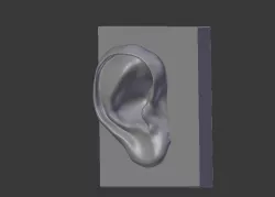 Ear Anatomic 3D model