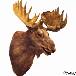 Elk Head 3D model