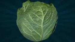 FOOD-012 Cabbage 3D model